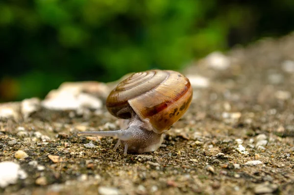 Close up caracol — Fotografia de Stock