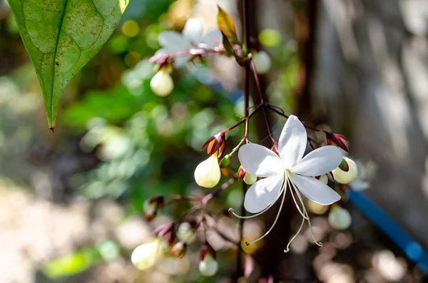 Clérodendron à hochement de tête blanc — Photo