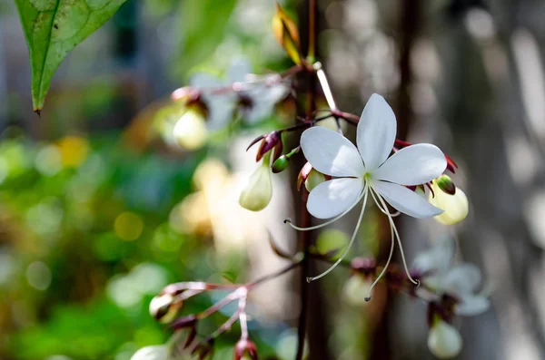 Weißer nickender Klerodendron — Stockfoto