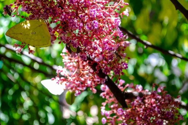 Flor de fruta estrela — Fotografia de Stock