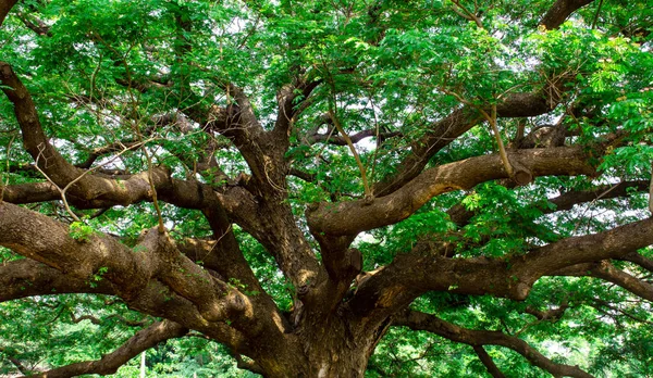 Árbol de bacalao mono — Foto de Stock