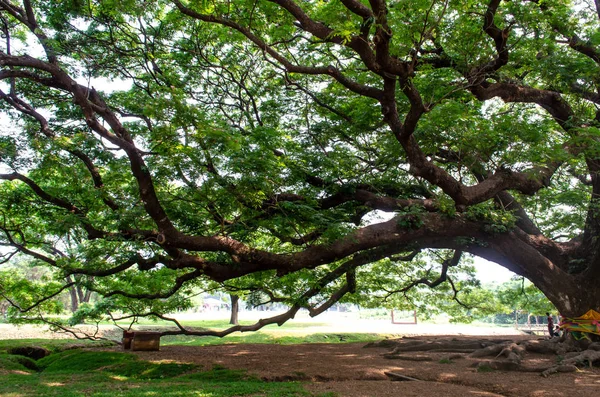 Árbol de bacalao mono — Foto de Stock