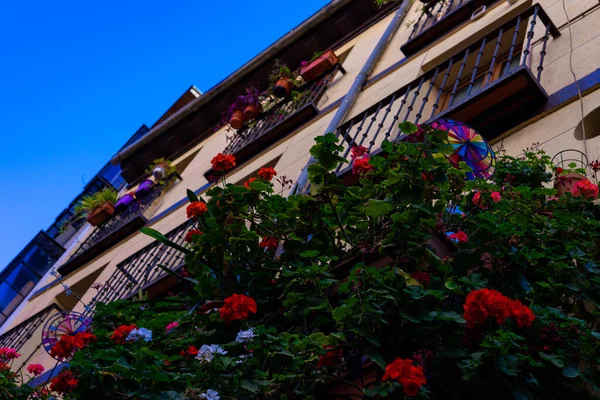 Городское Здание Красивым Красочным Кустом Герани Фасаде Украшенное Самими Розами — стоковое фото