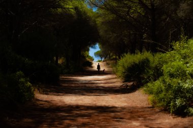 Kadın köpeğiyle İspanya 'nın güneyindeki bir çam ormanında ebediyete kadar yürüyor.