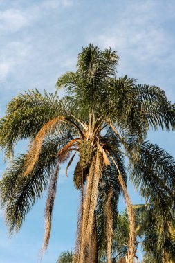 Brezilya, Sao Paulo 'daki Horto Florestal Ulusal Parkı' ndaki palmiye ağacını kapat..