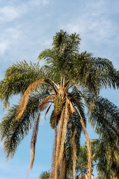 Brezilya, Sao Paulo 'daki Horto Florestal Ulusal Parkı' ndaki palmiye ağacını kapat..