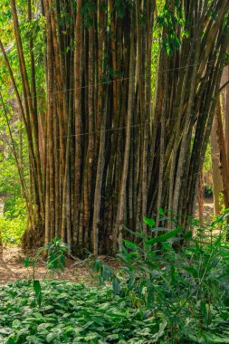 Ulusal Park Horto Florestal, Sao Paulo, Brezilya 'daki Bambu ağaçlarını kapatın..