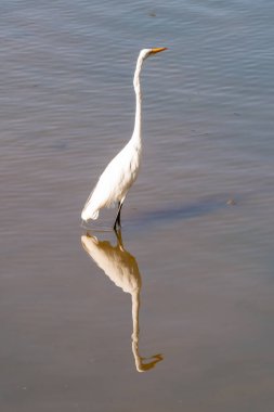 Suda yansıması olan beyaz bir balıkçıl. Ulusal park Horto Florestal. Sao Paulo, Brezilya.