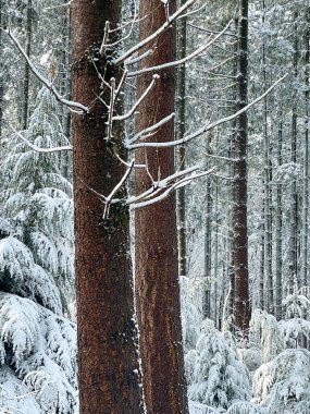 Hollanda kırsalında kış harikalar diyarı. Ermelosche Heide, Hollanda.