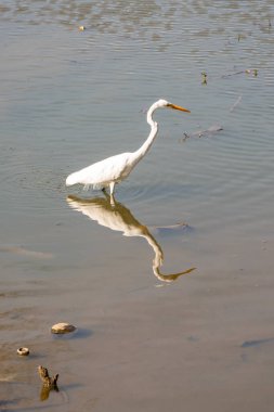 Suda yansıması olan beyaz bir balıkçıl. Ulusal park Horto Florestal. Sao Paulo, Brezilya.