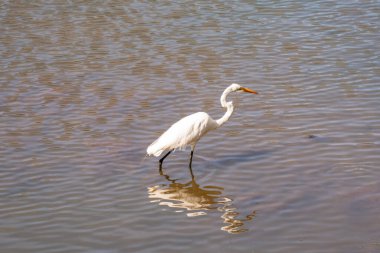 Suda yansıması olan beyaz bir balıkçıl. Ulusal park Horto Florestal. Sao Paulo, Brezilya.