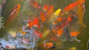 Koi Fish in a pond, in the Horta Florestal National Park in So Paulo, Brazil.