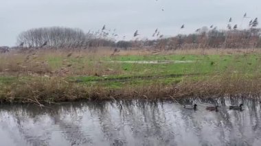 Kuşlar ve vahşi yaşam, Ulusal Park 'ta Lentevreugd, Hollanda.