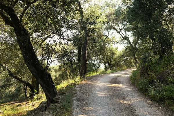 Het Pad Leidt Olijfboom Plantage Corfu Eiland Griekenland Oude Olijfbomen — Stockfoto