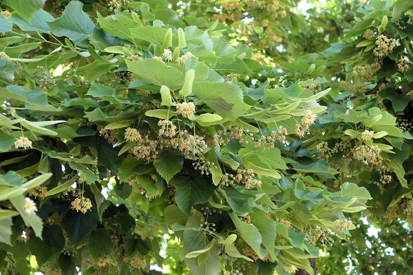 Lime Tree Tilia Flor Corfu Grécia — Fotografia de Stock