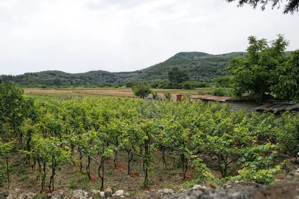 Виноградник Деревне Liapades Острове Корфу Греция — стоковое фото