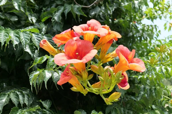 Close Campsis Flower Heads Summer Time — Stock Photo, Image