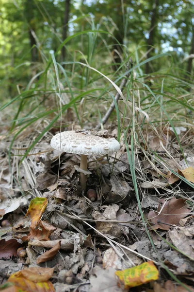 Hongo Parasol Macrolepiota Procera Que Crece Hierba Del Bosque — Foto de Stock