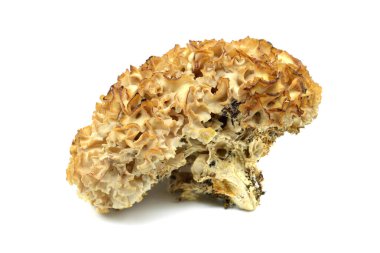 cauliflower fungus (Sparassis crispa) close-up at studio clipart