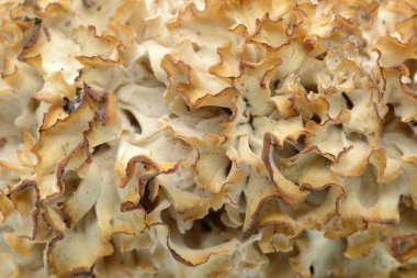 cauliflower fungus (Sparassis crispa) close-up full frame at studio clipart