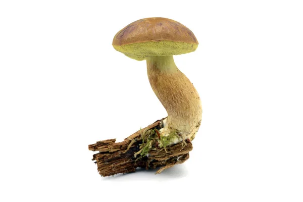 Їстівні Гриби Bay Bolete Imleria Badia Ізольованому Білому Тлі — стокове фото