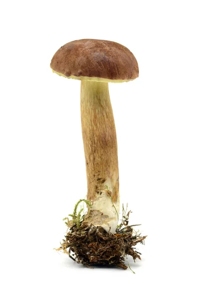 Essbarer Steinpilz Imleria Badia Auf Isoliertem Weißem Hintergrund — Stockfoto