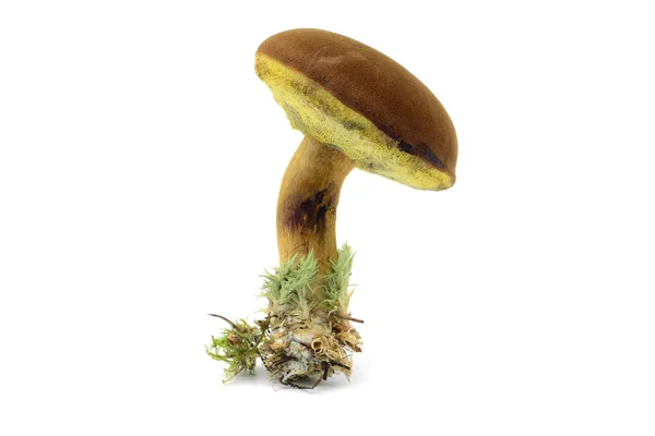 Їстівні Гриби Bay Bolete Imleria Badia Ізольованому Білому Тлі — стокове фото