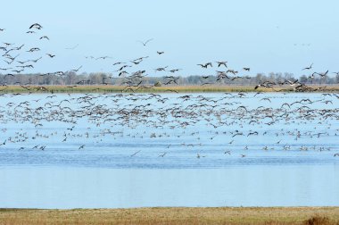 Boz kazı (Anser anser) sürüsü sonbahar geçiş Havelland, Almanya'da bir göl üzerinde dinlenme sırasında uçan. Guelper bkz:.