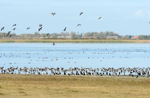 Flying Flock Greylag Goose Anser Anser Mientras Migración Otoño Descansa —  Fotos de Stock