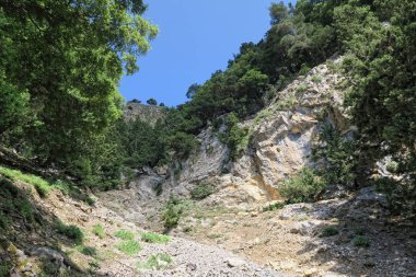 Manzara Samiriye Gorge Girit (Yunanistan). Tipik çam ağaçları hiking trail boyunca.