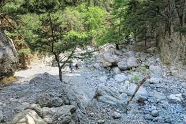 Manzara Samiriye Gorge Girit (Yunanistan). Tipik çam ağaçları hiking trail boyunca.