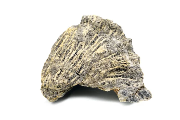 Απολιθωμένα Πέτρα Κοραλλιών Άσπρο Φόντο Απομονωμένες — Φωτογραφία Αρχείου