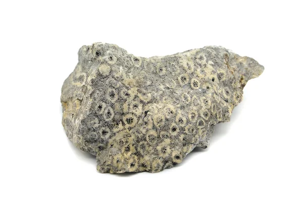 Fosszilizálódott Korall Elszigetelt Fehér Alapon — Stock Fotó