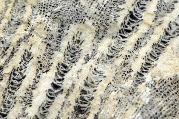 Fossilized Coral Stone Full Frame Textured Background — Stock Photo, Image