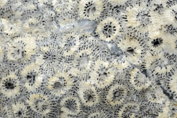 Fossilized Coral Stone Full Frame Textured Background — Stock Photo, Image