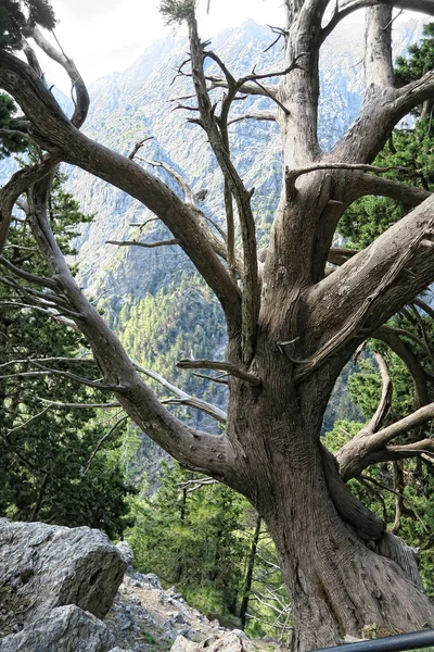 Paisaje Garganta Samaria Creta Grecia Pinos Típicos Largo Del Sendero —  Fotos de Stock