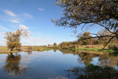 Havel Nehri Peyzaj Sonbahar süre içinde. doğa su yansıması. Söğüt ağacı kıyısında. (Brandenburg Almanya)