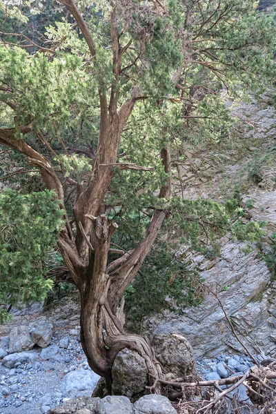 Soutěska Samaria Krajina Krétě Řecku Starý Strom Borovice — Stock fotografie