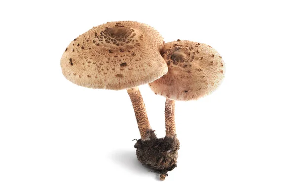 准分子蘑菇在白色被隔绝的背景 — 图库照片