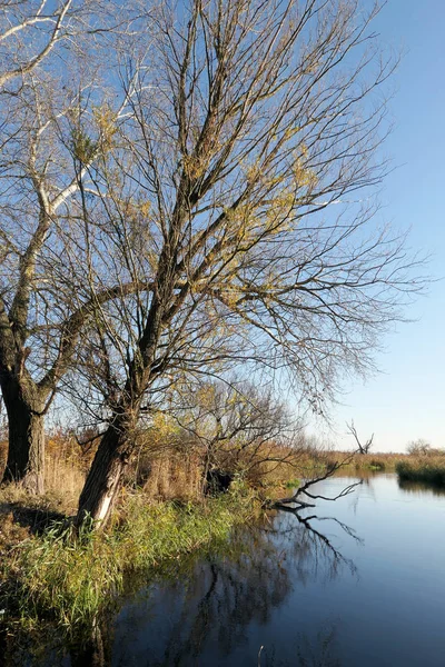 Havel Flusslandschaft Havelland Deutschland Weiden Ufer Des Flusses Herbstzeit — Stockfoto
