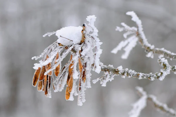 Sementes Cinzas Europeias Fraxinus Excelsior Cobertas Gelo Neve Inverno — Fotografia de Stock