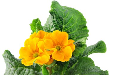 beyaz izole arka plan, sarı primula bloomingin saksı.