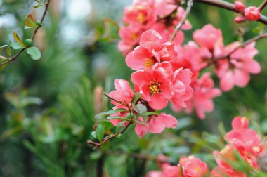 pembe Chaenomeles çiçeği ilkbaharda bush.
