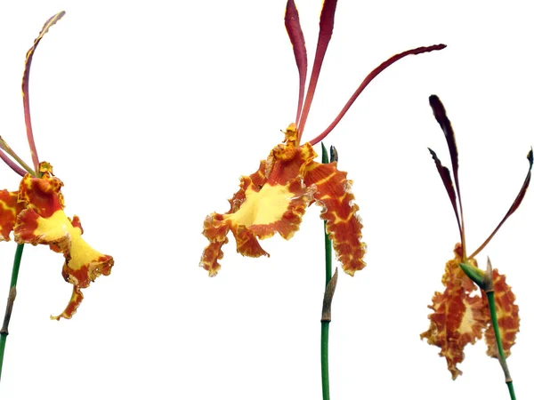 Orchidea Farfalla Gialla Marrone Psychopsis Isolata Sfondo Bianco — Foto Stock