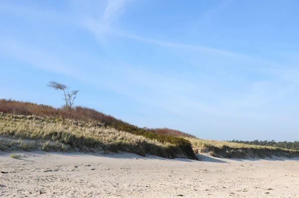 Darss Fischland Peninsula Baltic Sea Germany Beach Landscape Dunes Reed — Stock Photo, Image