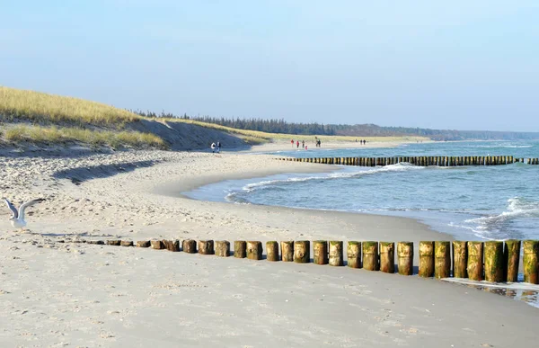 Darss Fischland Halvøya Ved Østersjøen Tyskland Strandlandskap Med Sanddyner Bølger – stockfoto