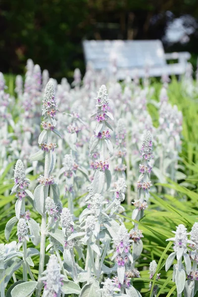 Stachys Byzantina Oreja Cordero Florecimiento Jardín —  Fotos de Stock