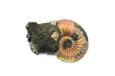 Ammonit fosil. Nautilus salyangoz beyaz izole arka planda