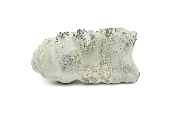 Απολίθωμα ένα σφουγγάρι Μπ. κιμωλία ροκ με κρυστάλλους σιδηροπυρίτη — Φωτογραφία Αρχείου