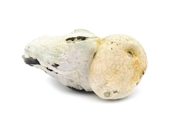 Απολίθωμα αχινός στο Φλιντ πέτρα βράχο. απομονωμένα σε λευκό. — Φωτογραφία Αρχείου